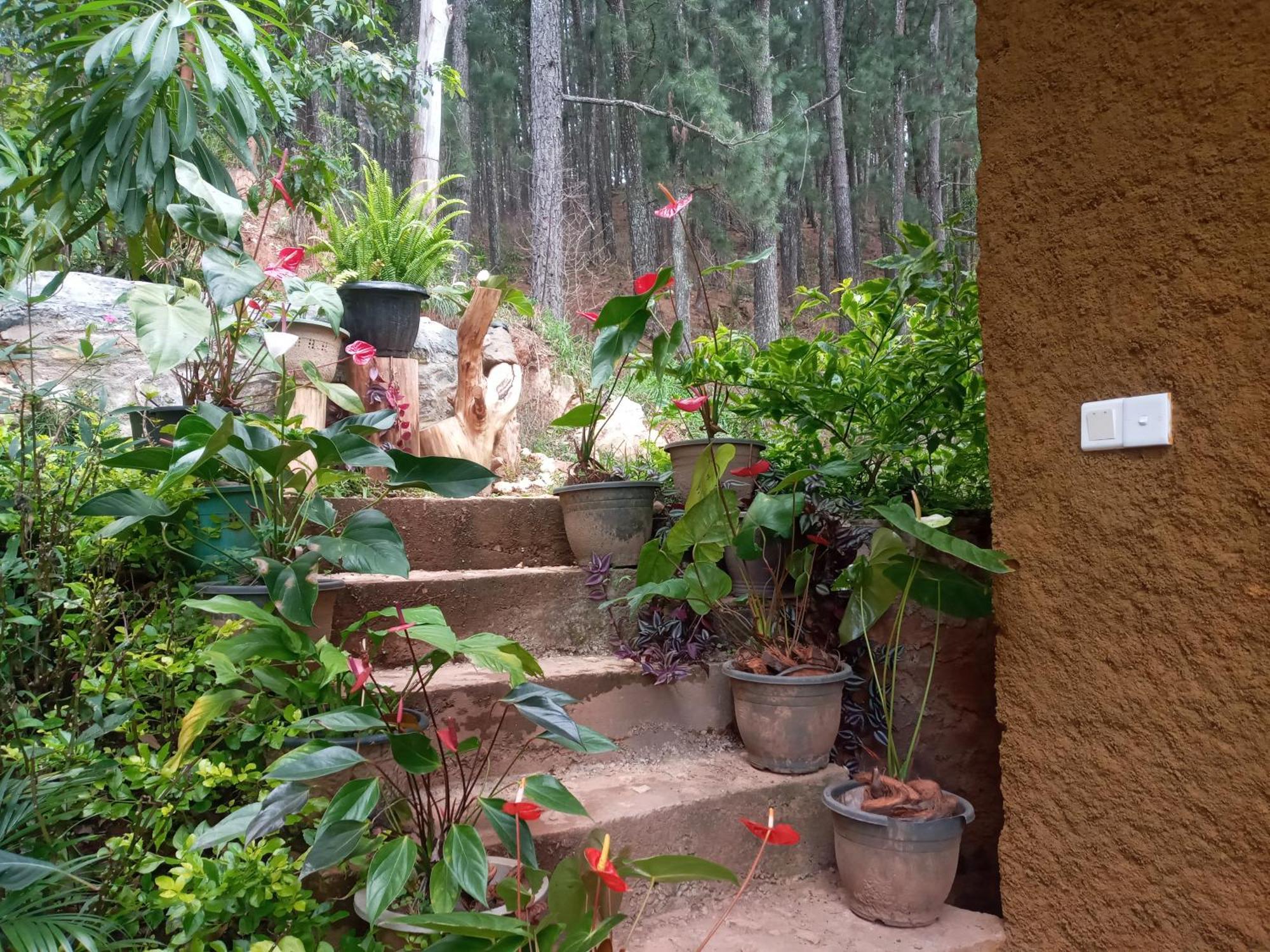 Nethsara Cottage إيلا المظهر الخارجي الصورة