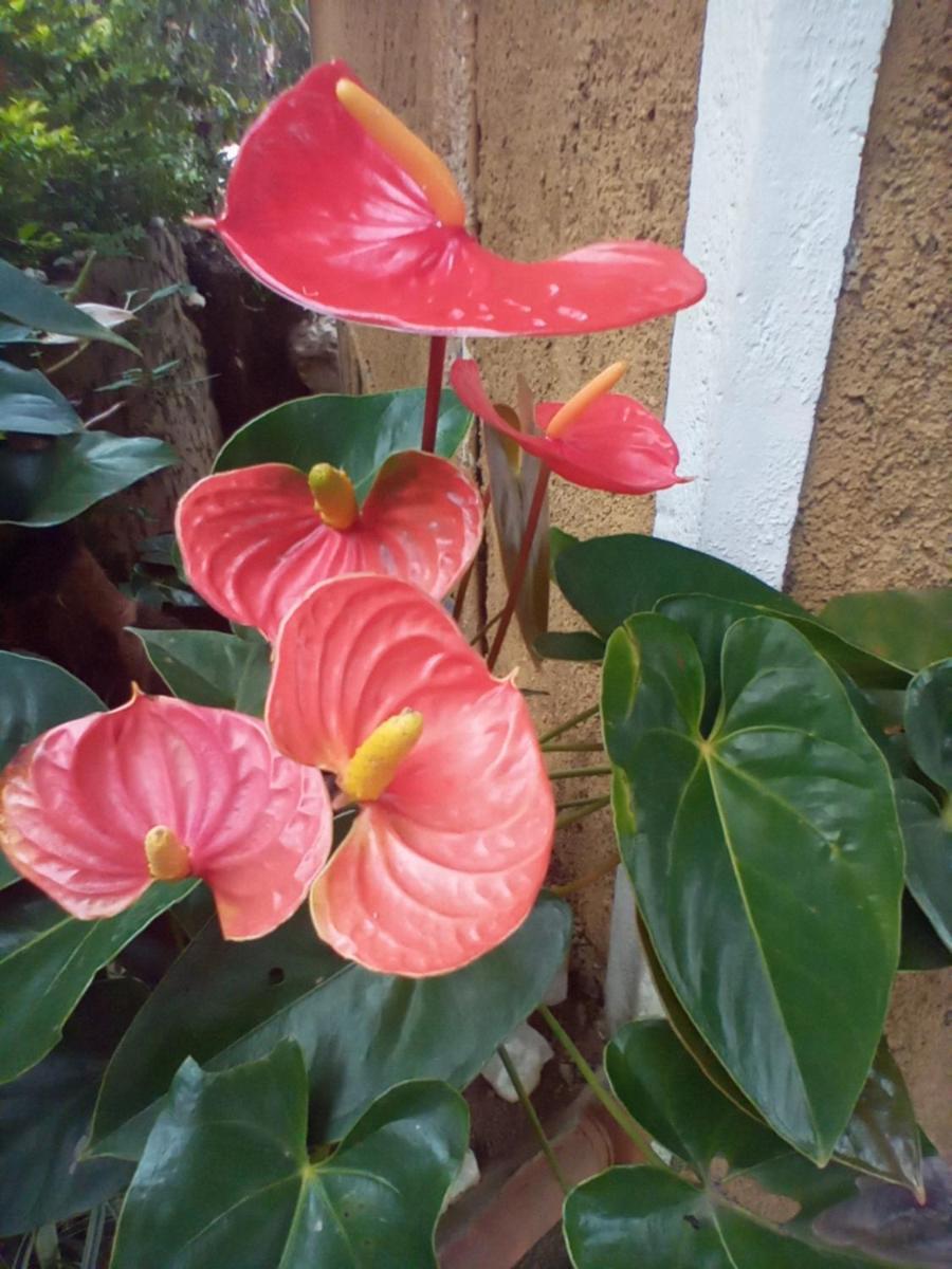 Nethsara Cottage إيلا الغرفة الصورة