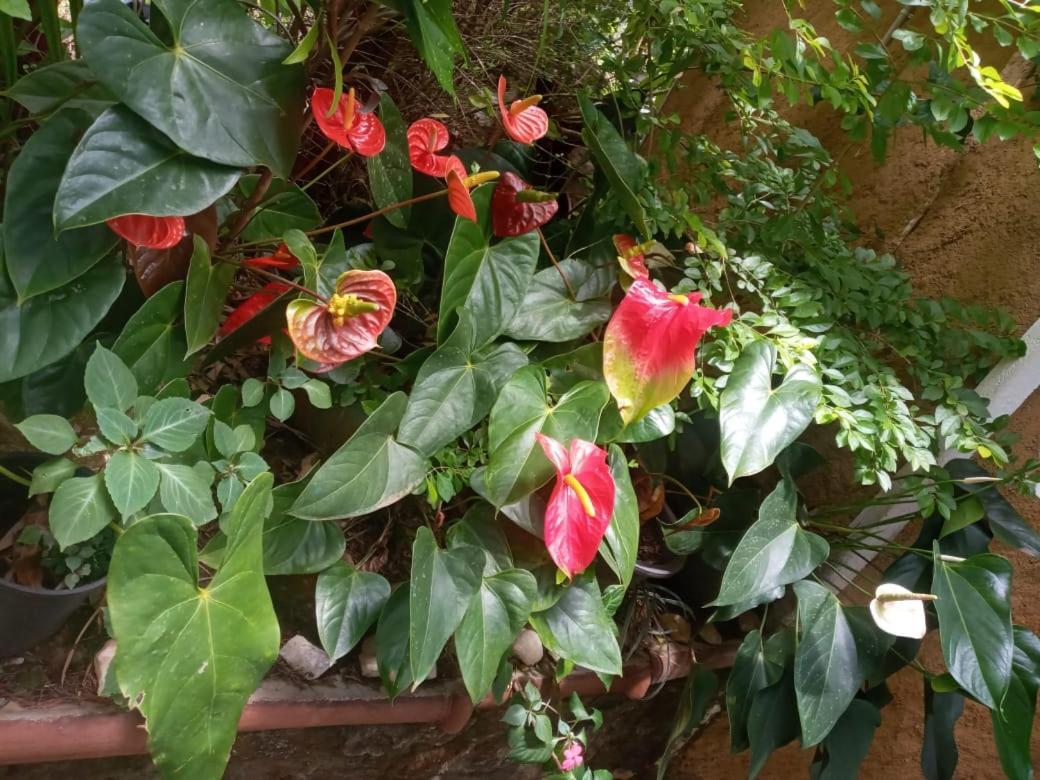 Nethsara Cottage إيلا المظهر الخارجي الصورة